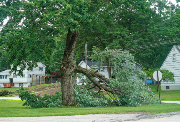 Large Tree Removal in Montrose, MN